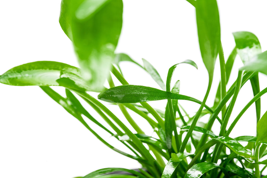Cryptocoryne Lucens - Glass Aqua