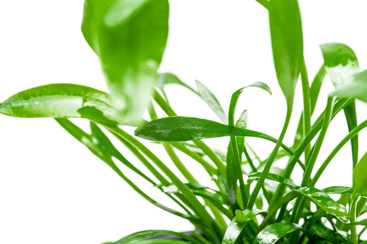 Cryptocoryne Lucens