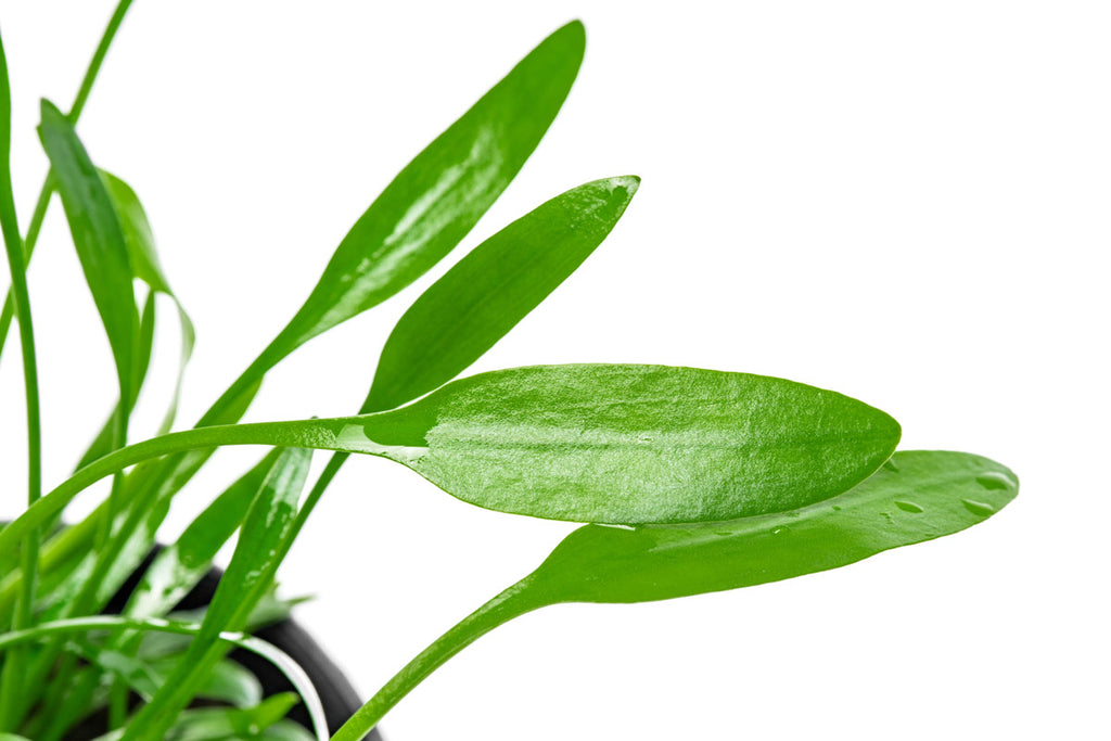 Cryptocoryne Lucens - Glass Aqua