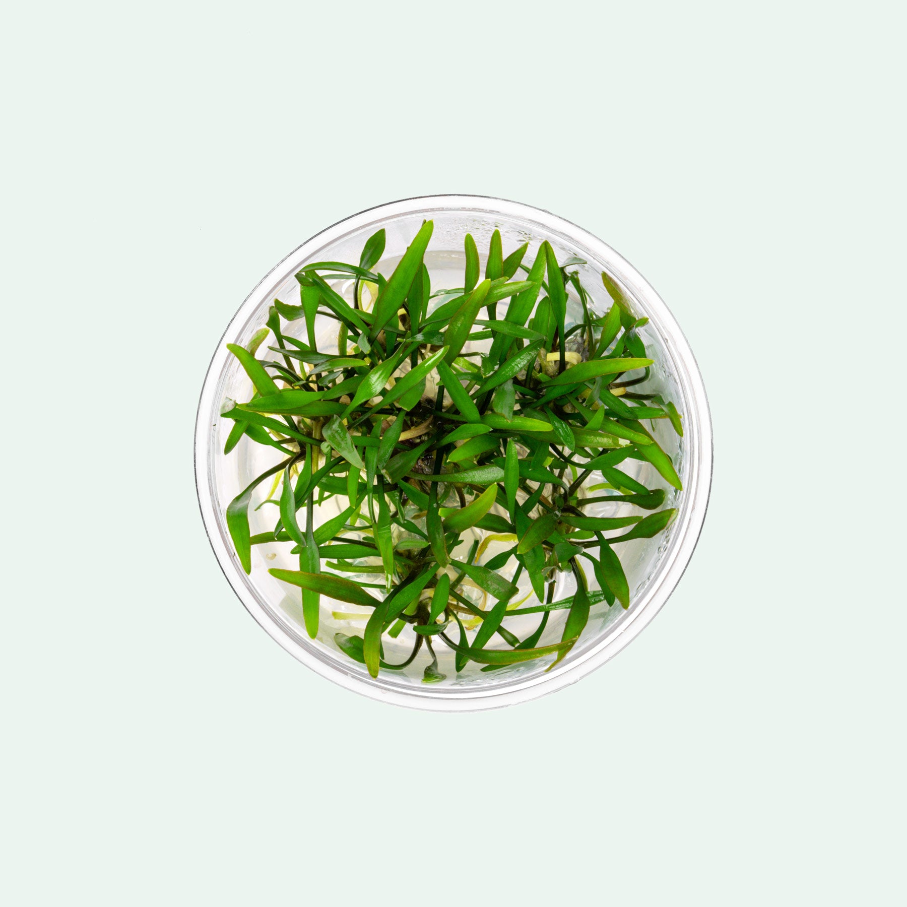 Cryptocoryne Lucens UNS tissue culture - live aquarium plants