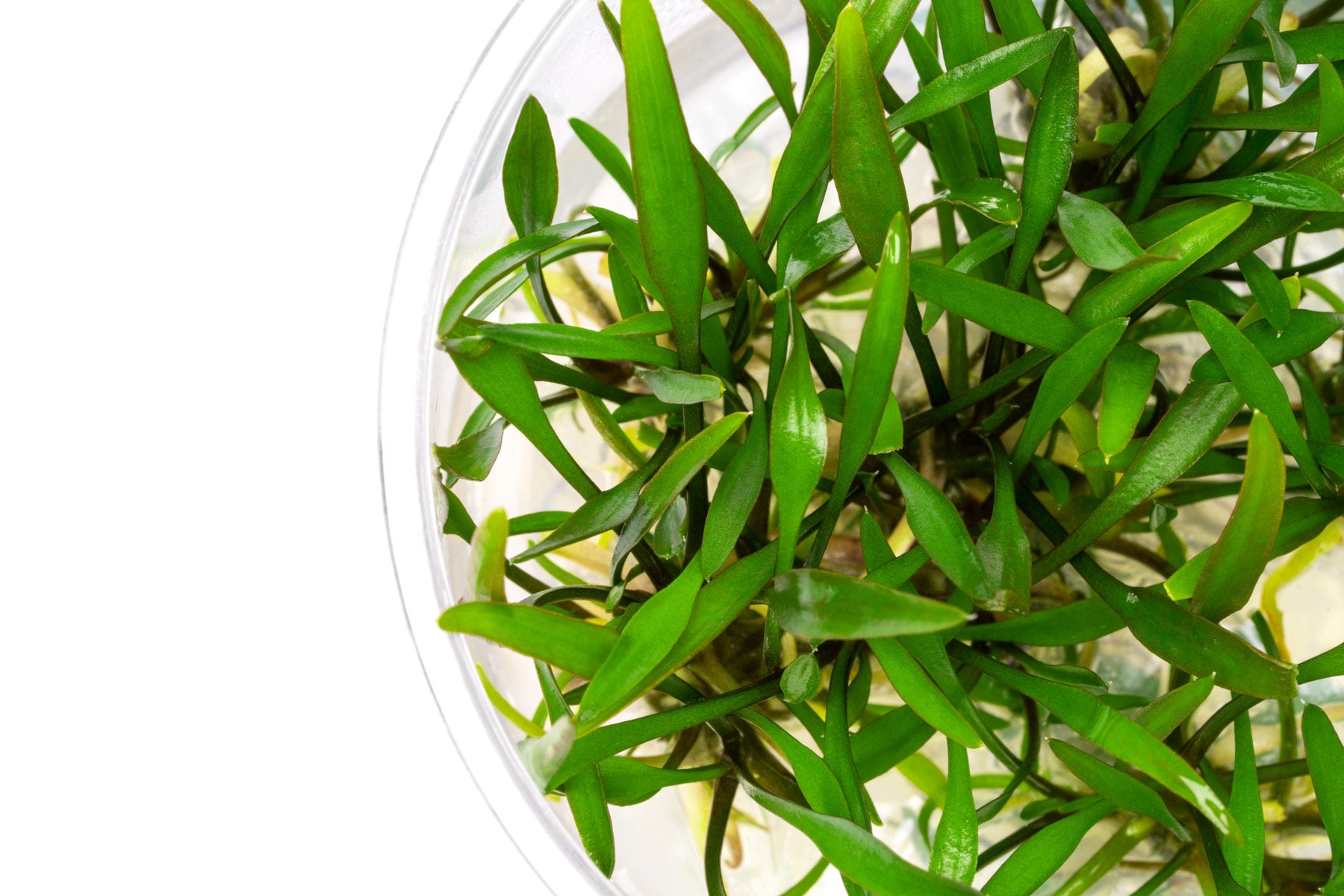 Cryptocoryne Lucens Aquarium Plant | Shop Aquatic Plants - Glass Aqua 