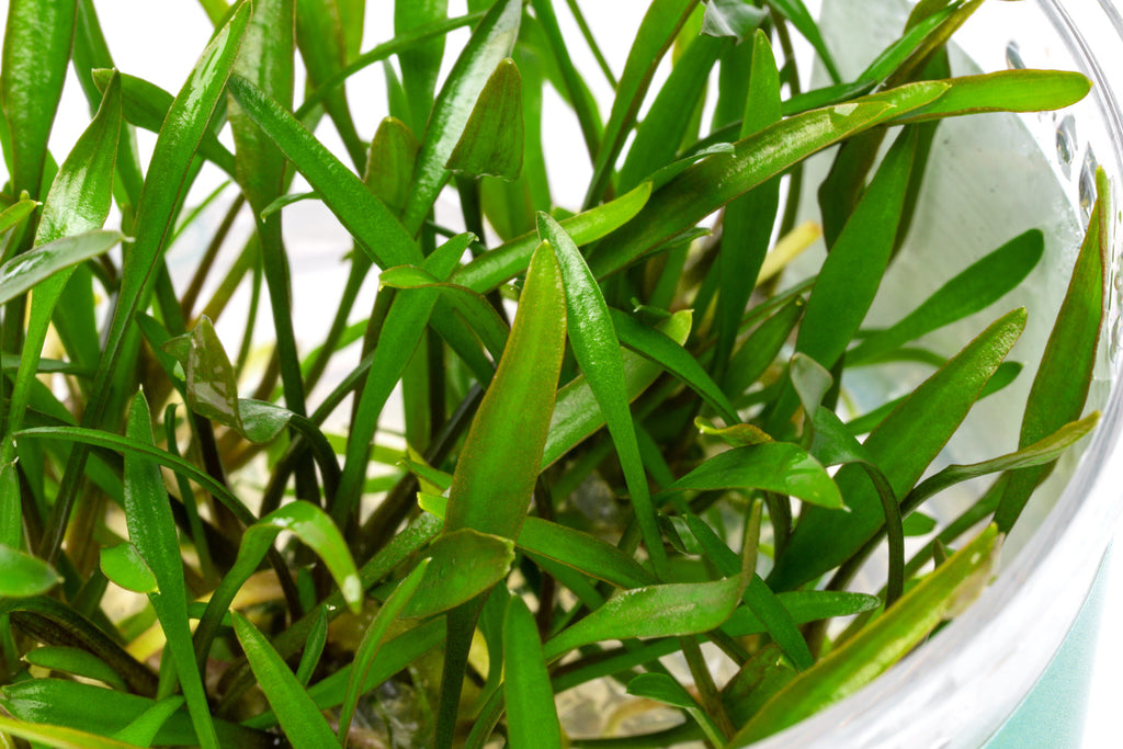 Cryptocoryne Lucens Aquarium Plant | Shop Aquatic Plants - Glass Aqua 