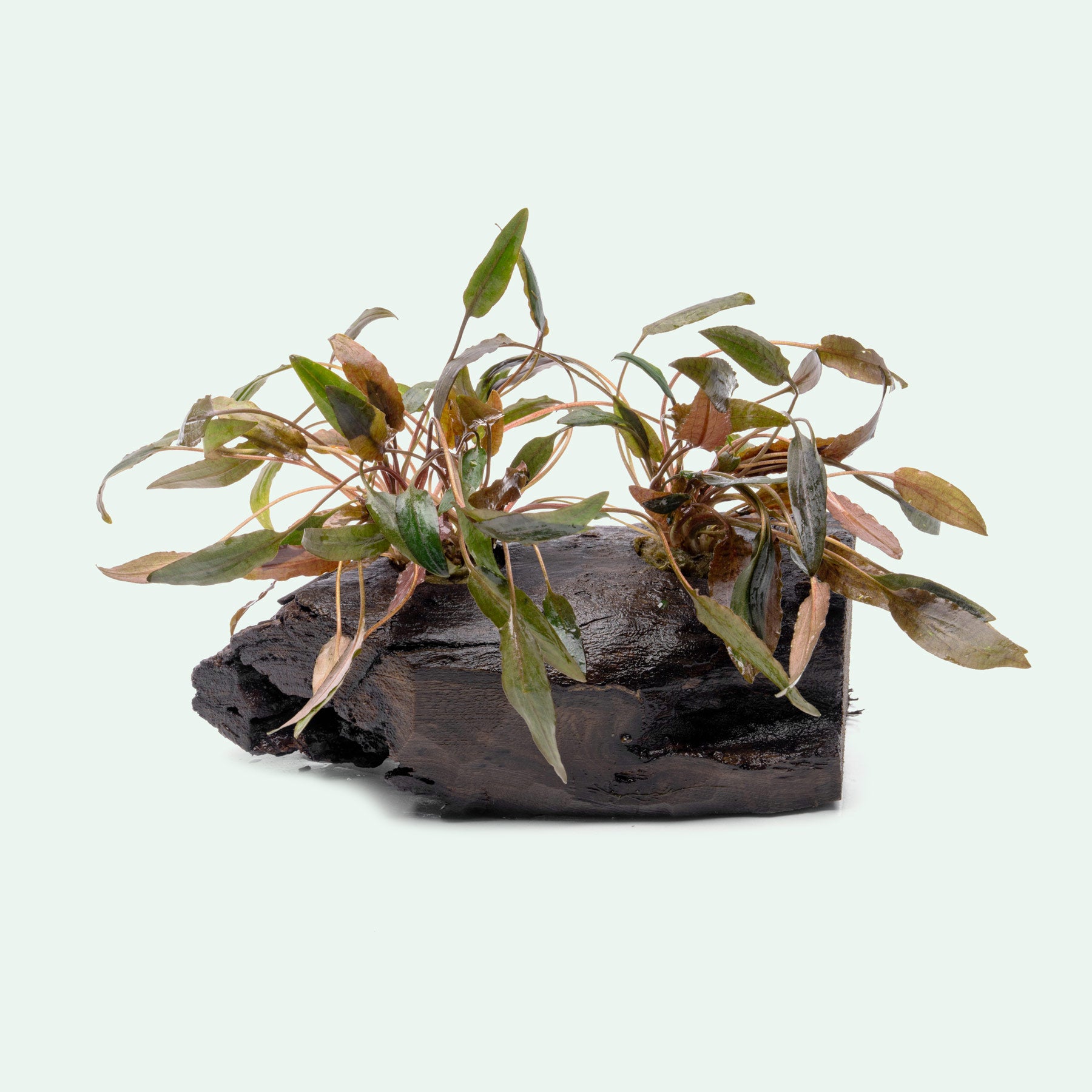 Cryptocoryne Mi Oya planted into aquarium safe driftwood