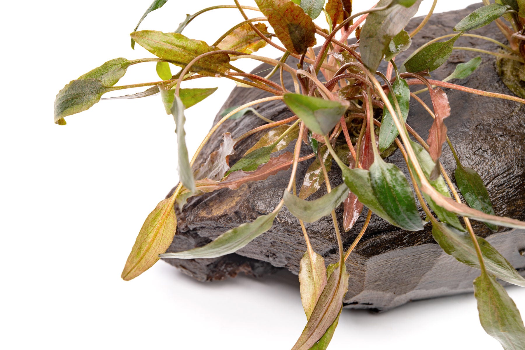 Live fish tank decoration with cryptocoryne mioya and natural wood