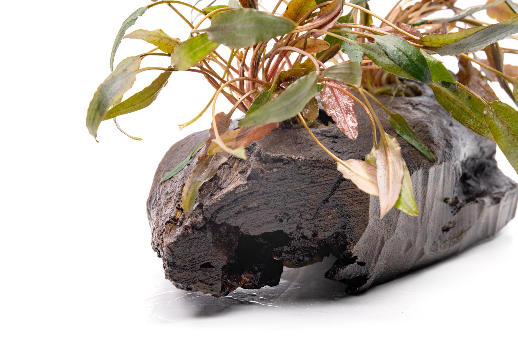 Cryptocoryne on Wood - Live Aquarium Decor | Glass Aqua