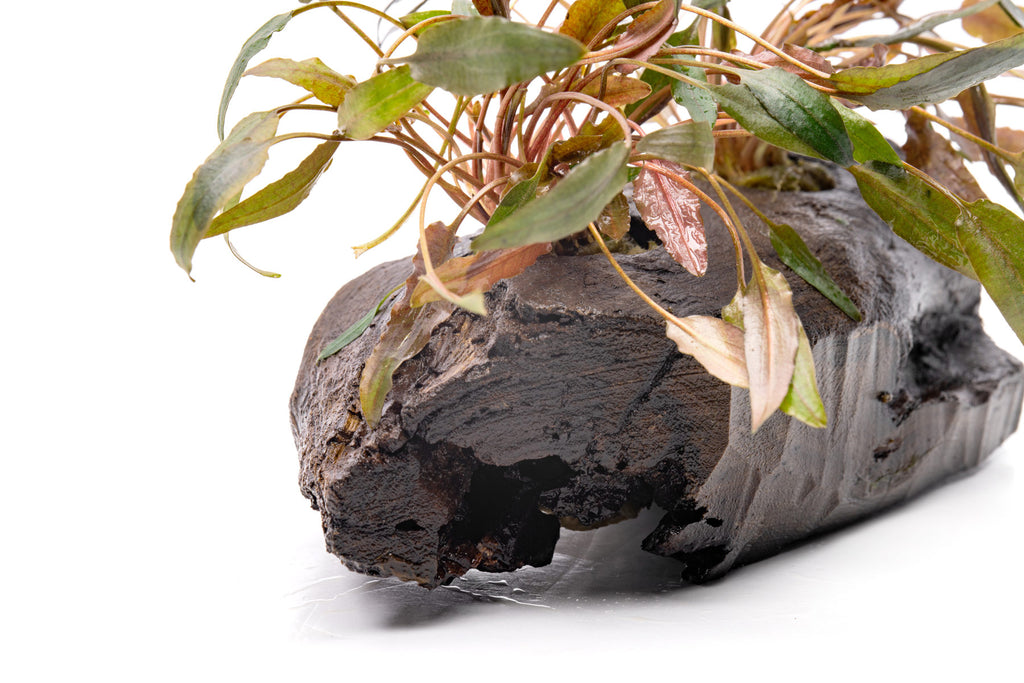 Cryptocoryne Mi Oya live aquarium decoration for planted tanks and freshwater aquariums