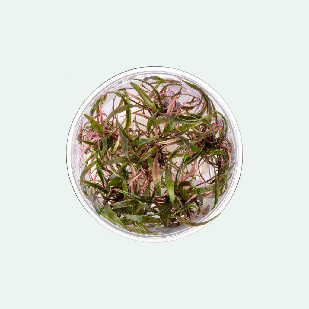 Cryptocoryne Nurii - Glass Aqua