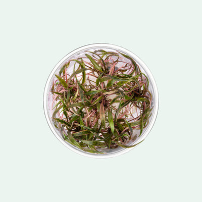 Cryptocoryne Nurii - Glass Aqua