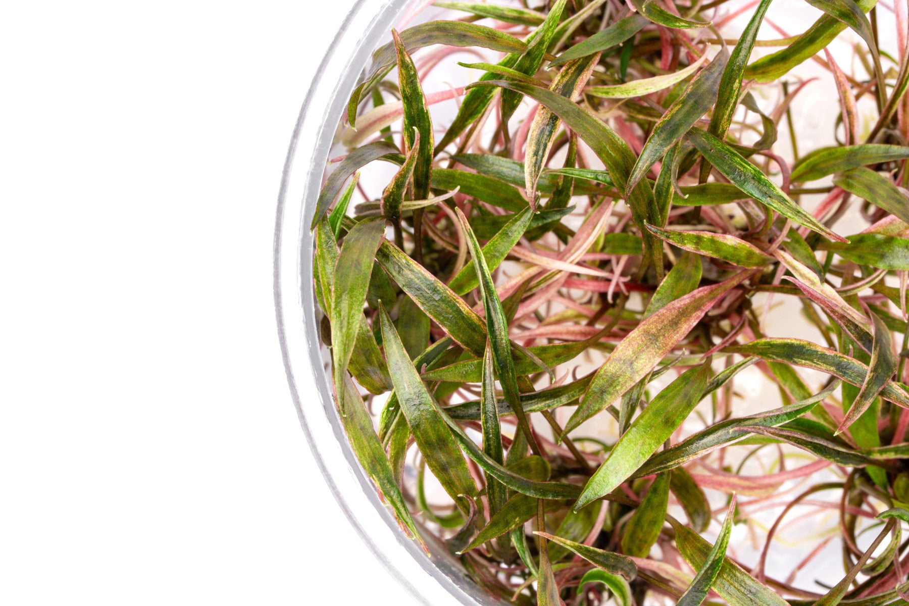 Cryptocoryne Nurii - Glass Aqua