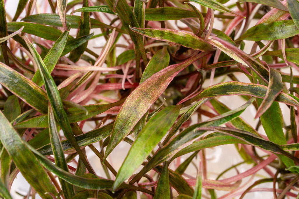 Cryptocoryne Nurii - Glass Aqua