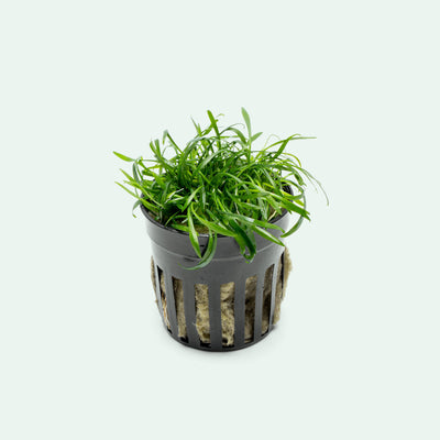 Cryptocoryne Parva - Glass Aqua
