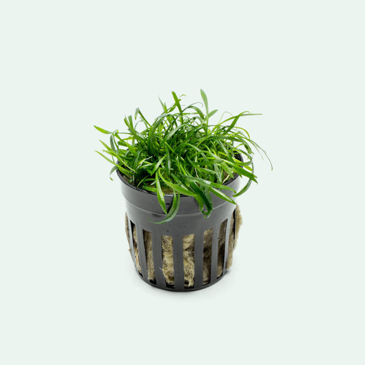 Cryptocoryne Parva - Glass Aqua