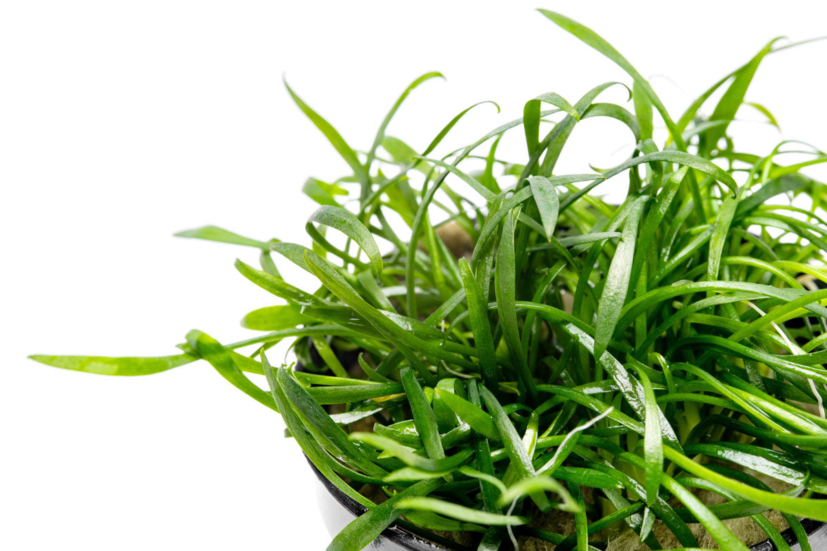Cryptocoryne Parva - Glass Aqua
