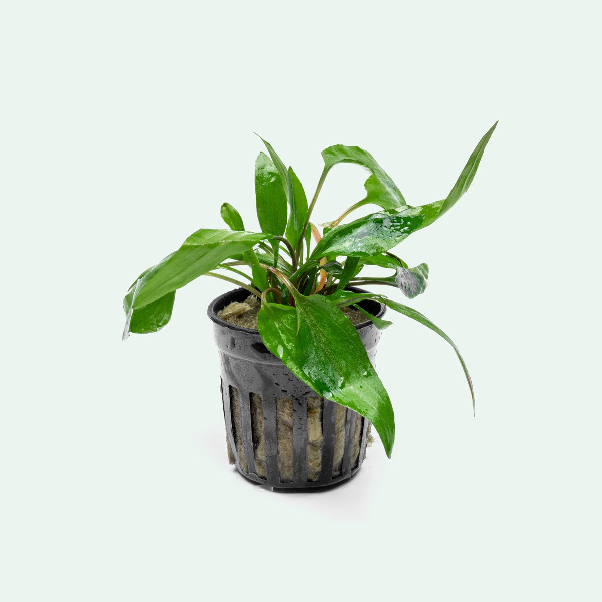 Cryptocoryne Petchii - Glass Aqua