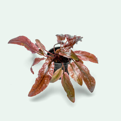 Cryptocoryne Flamingo - Glass Aqua
