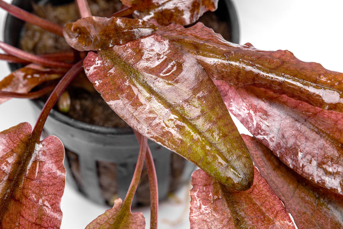 Cryptocoryne Flamingo - Glass Aqua