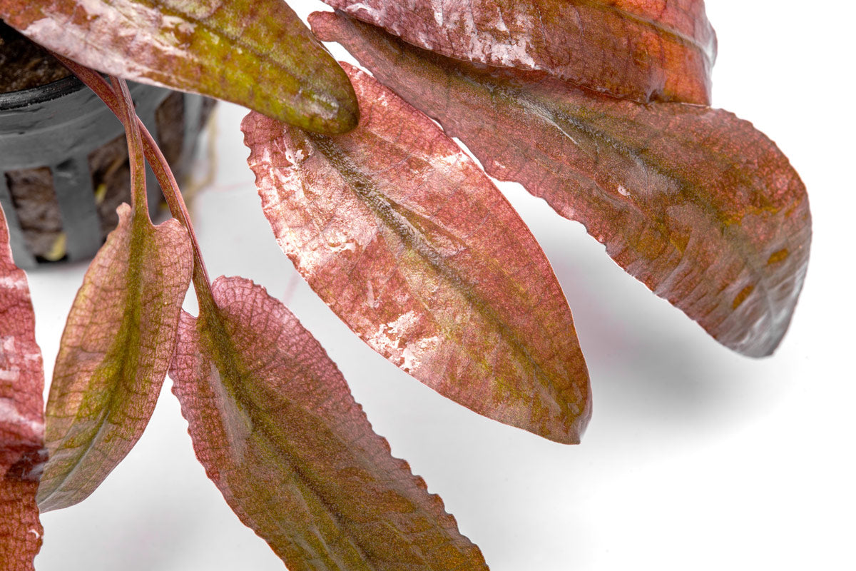 Cryptocoryne Flamingo - Glass Aqua