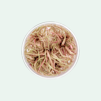 Cryptocoryne Flamingo Tissue Culture - Glass Aqua