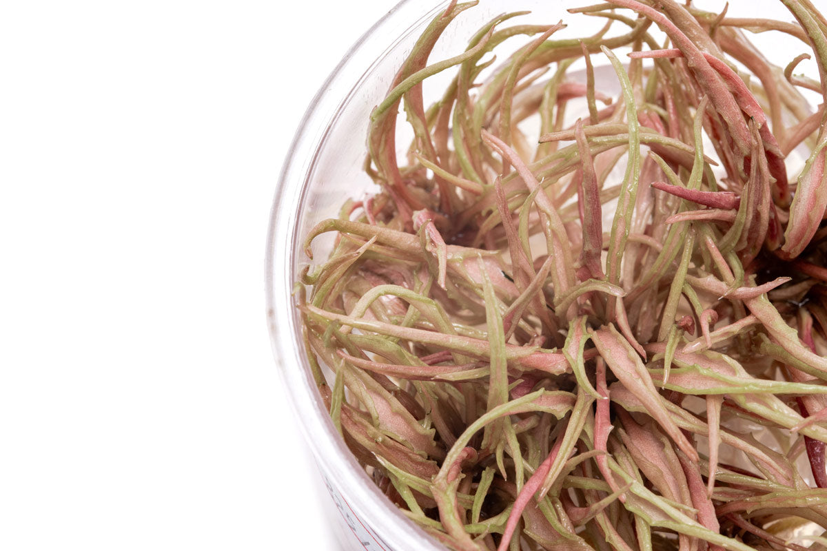 Cryptocoryne Flamingo Tissue Culture - Glass Aqua