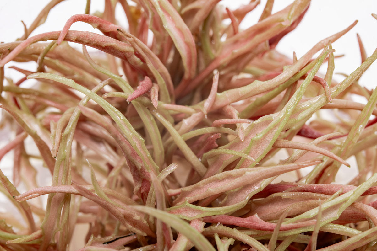 Cryptocoryne Flamingo Tissue Culture - Glass Aqua