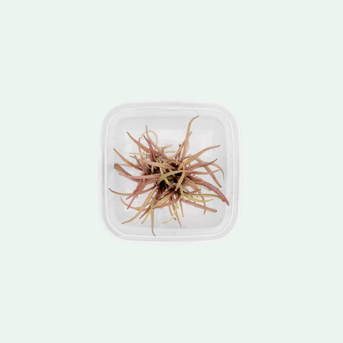Cryptocoryne Pink Panther | Shop Tissue Culture Plants - Glass Aqua