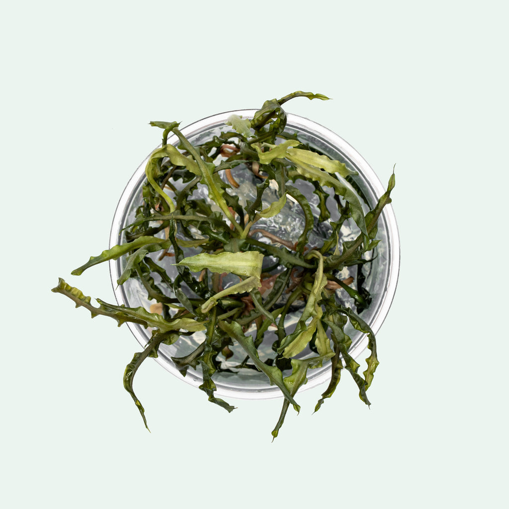 Cryptocoryne Retrospiralis - Glass Aqua