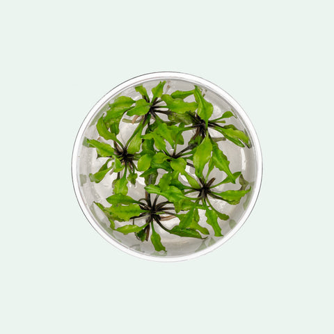 Cryptocoryne Schulzei | Shop Rare Cryptocoryne Plants - Glass Aqua