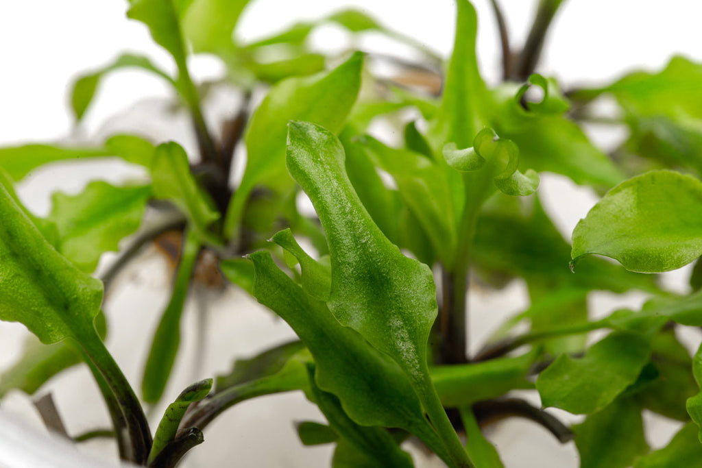 Cryptocoryne Schulzei