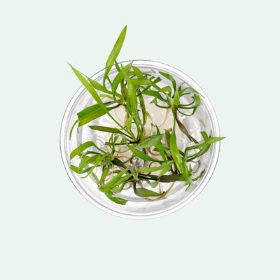 Pest-free low light aquarium plant grown in tissue culture gel for aquascaping and planted tanks