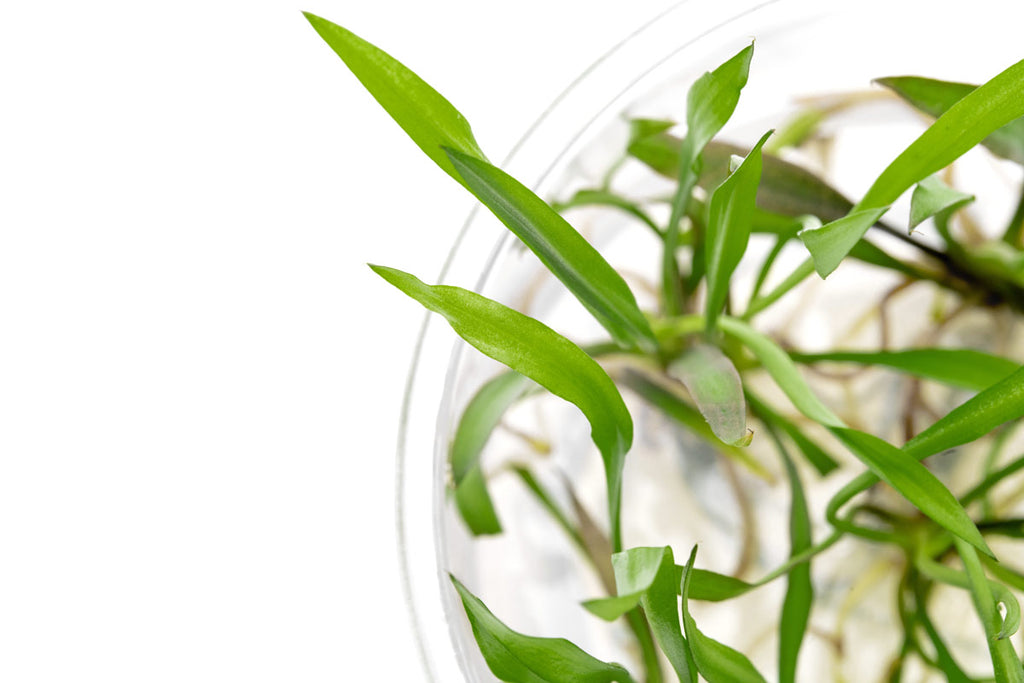 Pest-free low light aquarium plant grown in tissue culture gel for aquascaping and planted tanks