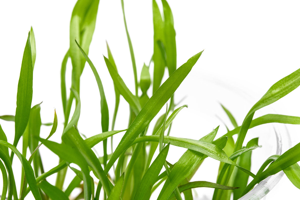 Pest-free low light aquarium plant grown in tissue culture gel for aquascaping and planted tanks