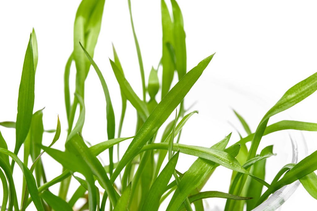 Pest-free low light aquarium plant grown in tissue culture gel for aquascaping and planted tanks