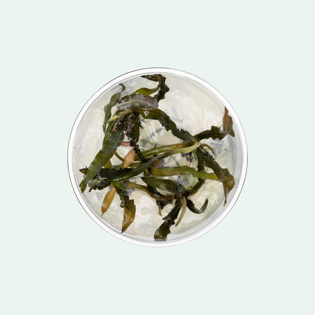 Cryptocoryne Spiralis 'Nari'