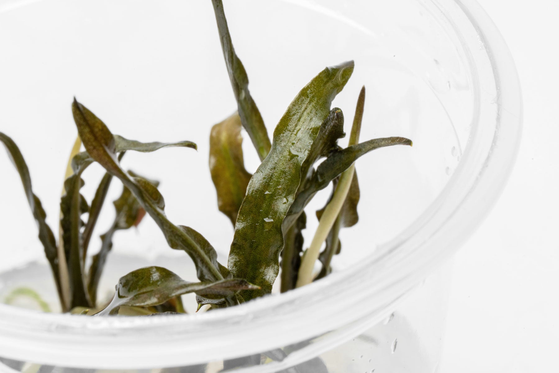 Cryptocoryne Spiralis 'Nari'