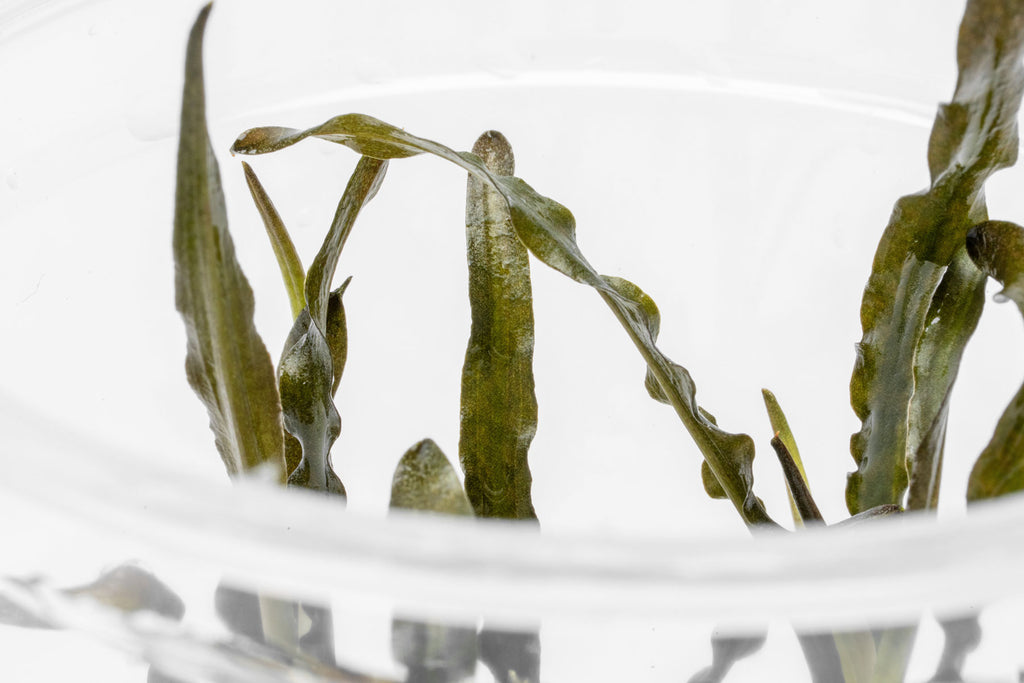 Cryptocoryne Spiralis 'Nari'
