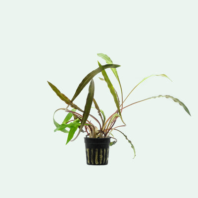 Cryptocoryne Spiralis 'Tiger' - Aquarium Plant | Glass Aqua