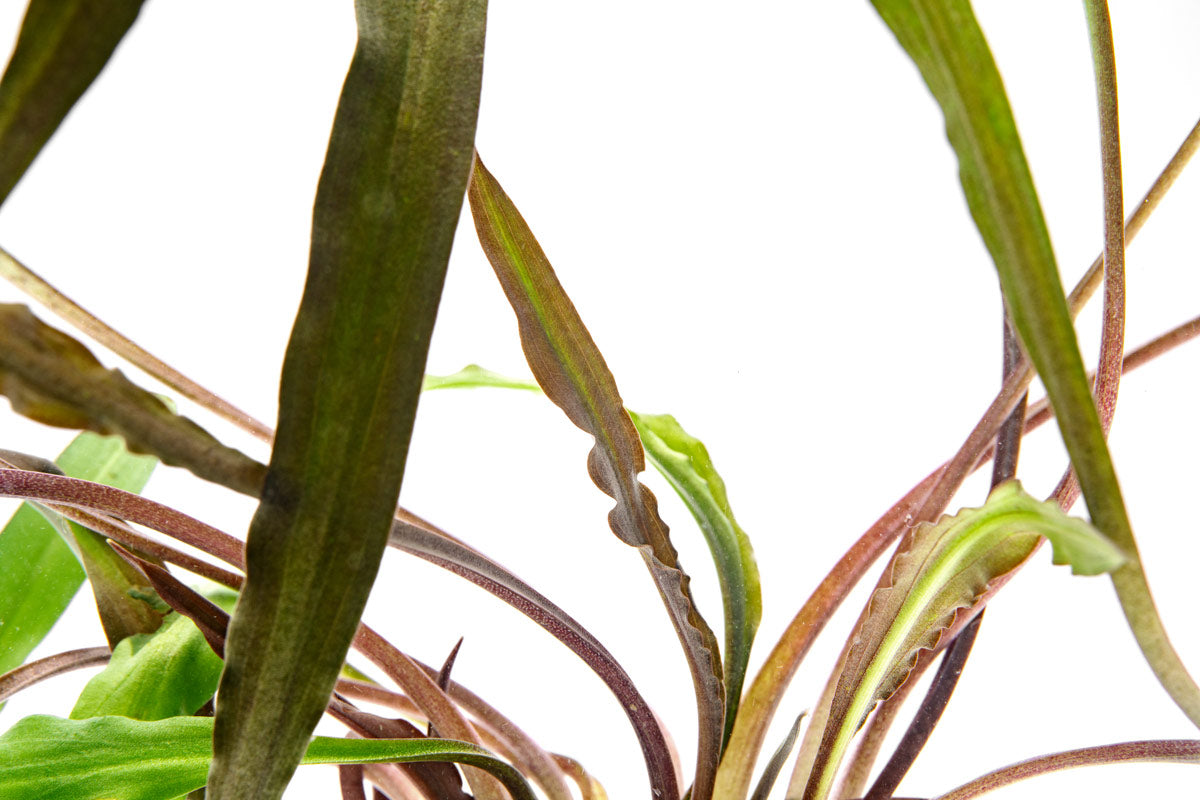 Cryptocoryne Spiralis 'Tiger' - Aquarium Plant | Glass Aqua