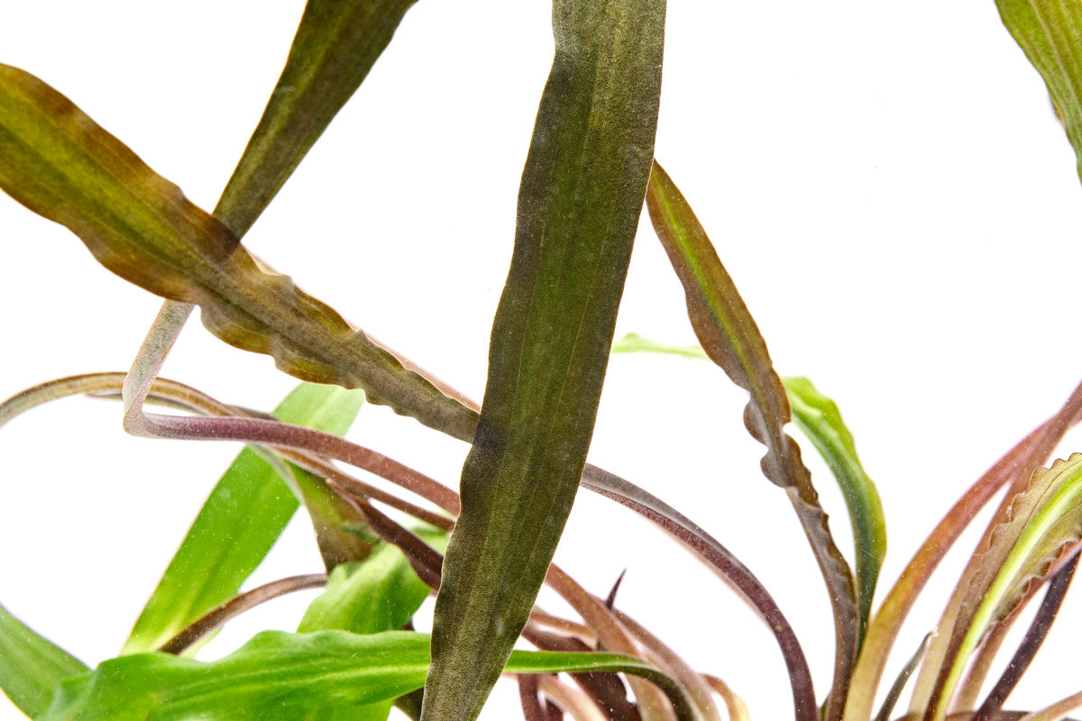 Cryptocoryne Spiralis 'Tiger' - Aquarium Plant | Glass Aqua