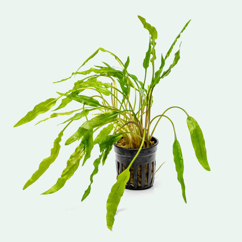 Shop Cryptocoryne Sri Lanka Aquatic Plants - Glass Aqua