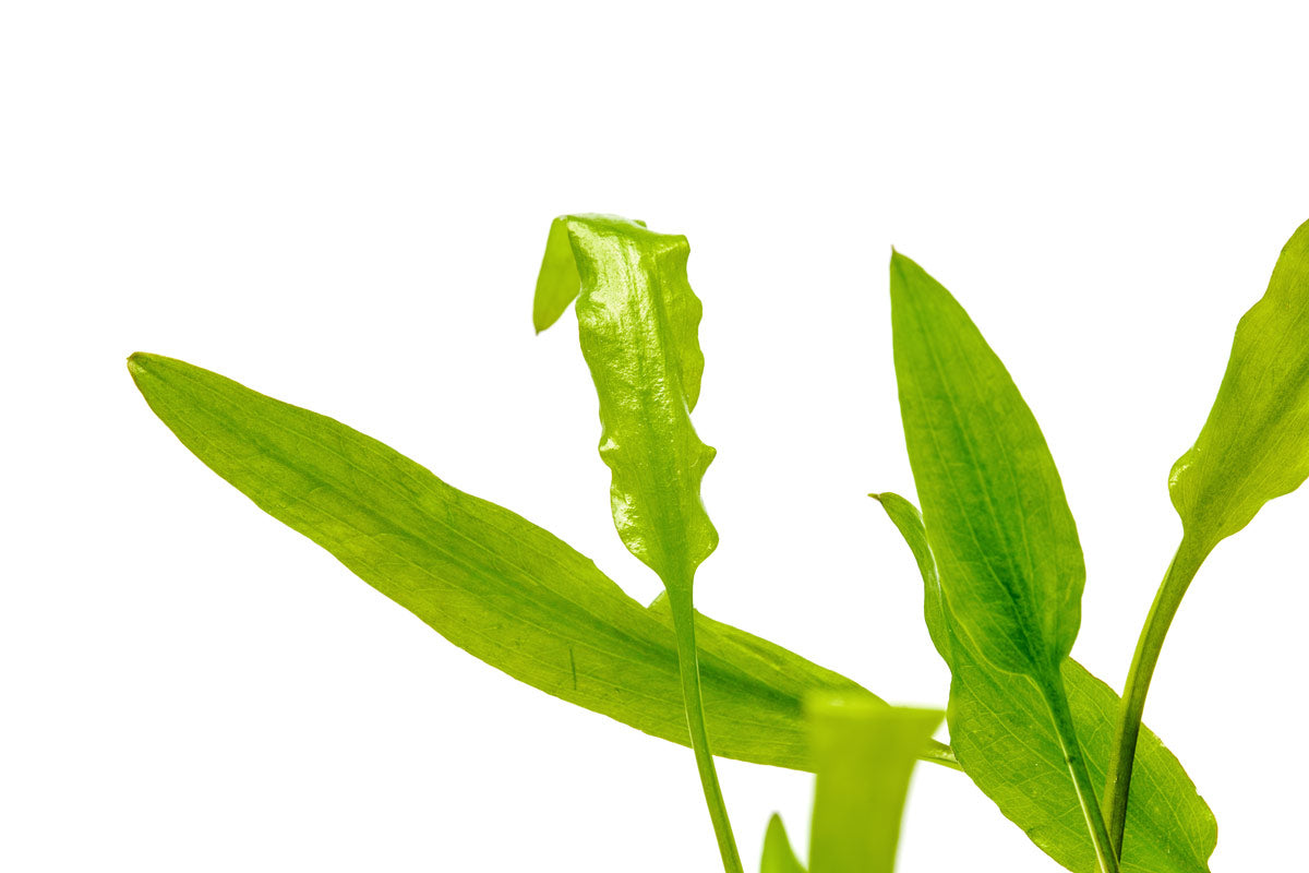 Shop Cryptocoryne Sri Lanka Aquatic Plants - Glass Aqua