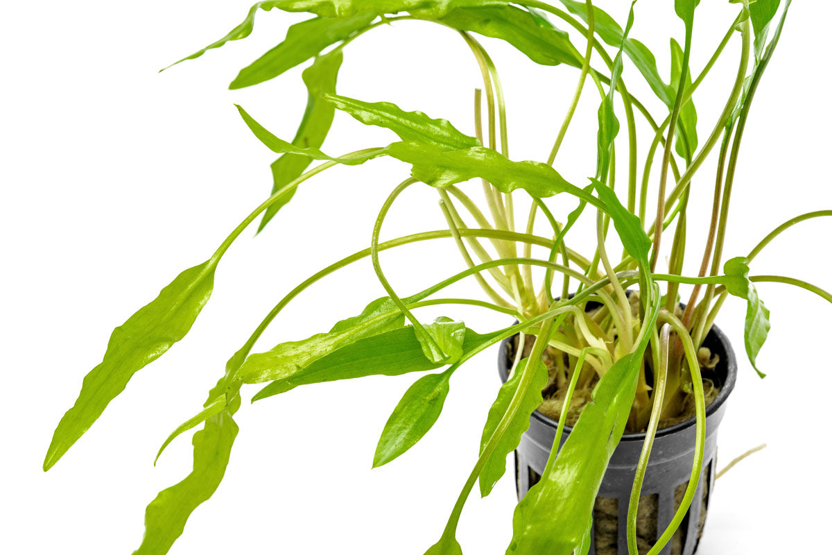 Shop Cryptocoryne Sri Lanka Aquatic Plants - Glass Aqua