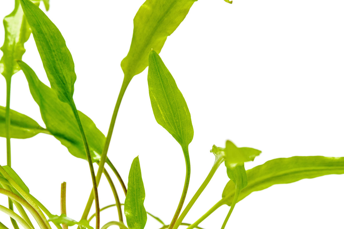 Shop Cryptocoryne Sri Lanka Aquatic Plants - Glass Aqua