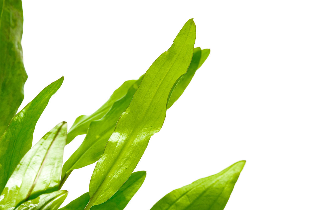 Cryptocoryne Sri Lanka - Glass Aqua