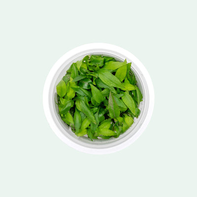 Easy care aquarium cryptocoryne plant. Suitable for low light tanks and midground aquascape placement.