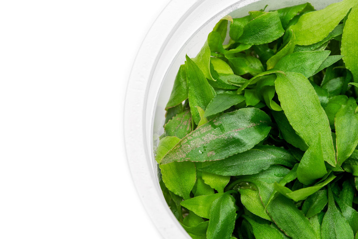 Easy care aquarium cryptocoryne plant. Suitable for low light tanks and midground aquascape placement.
