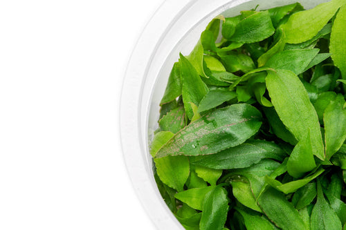 Easy care aquarium cryptocoryne plant. Suitable for low light tanks and midground aquascape placement.