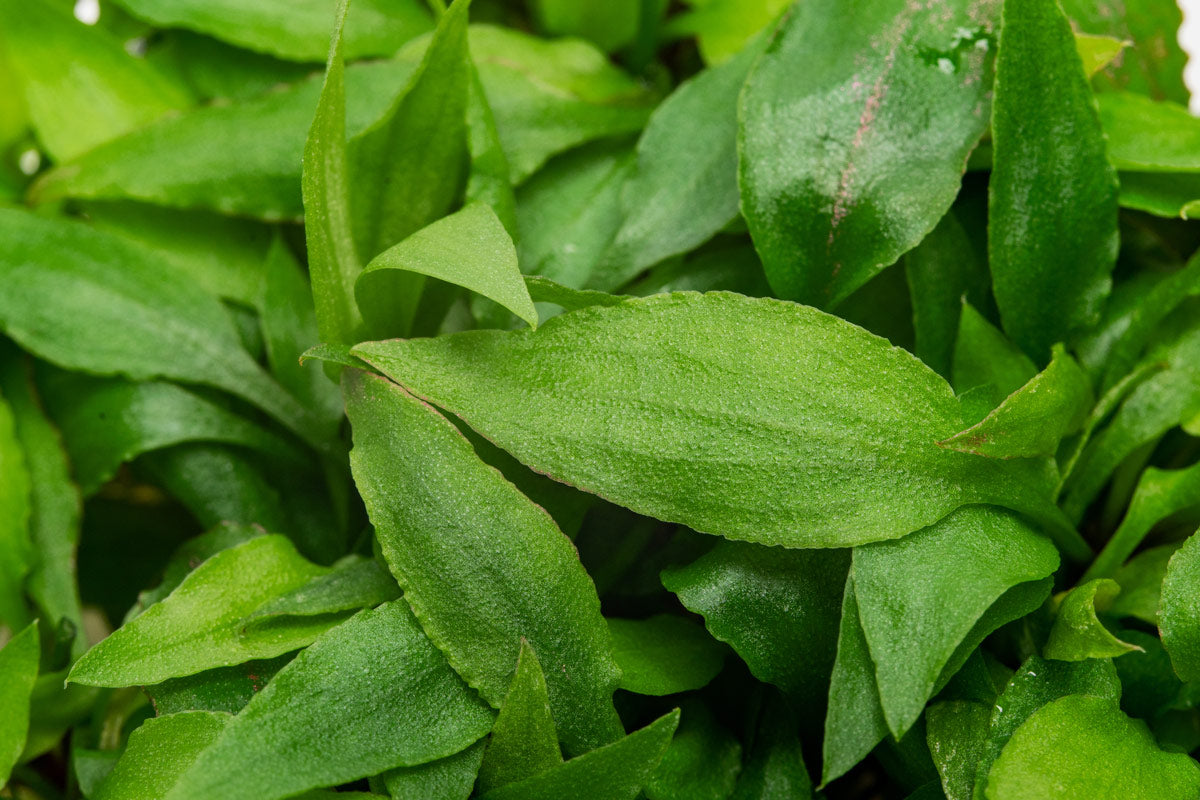 Easy care aquarium cryptocoryne plant. Suitable for low light tanks and midground aquascape placement.