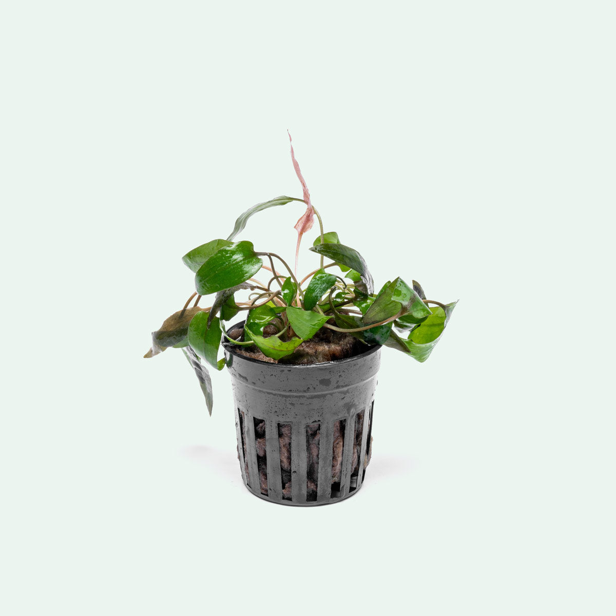 Cryptocoryne Tropica - Glass Aqua
