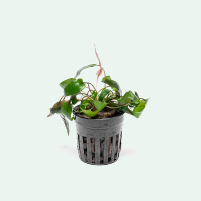 Cryptocoryne Tropica - Glass Aqua