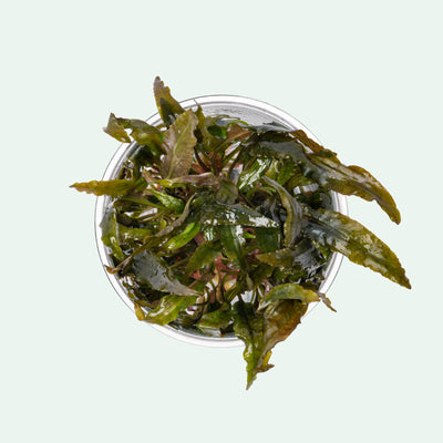 Cryptocoryne Tropica - Glass Aqua